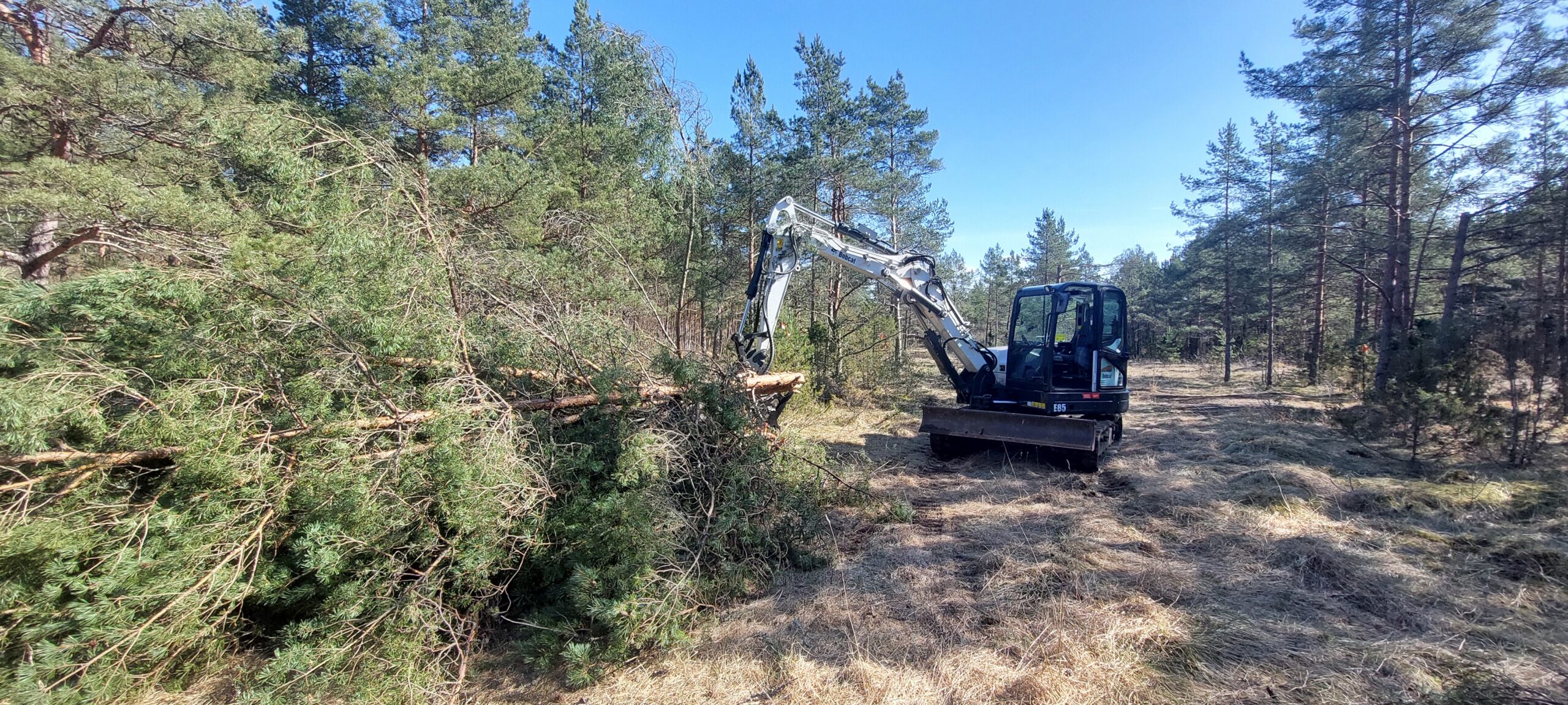 Raadamine Tammelehe alal